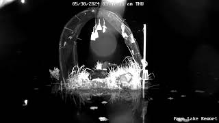 Muskrat joins loon on nest