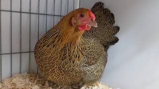 Partridge or Gold Pencilled Wyandotte bantam with beautiful markings on the feathers
