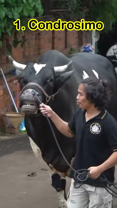 PECAH REKOR_4 SAPI JUMBO IRFAN HAKIM DI IDUL ADHA 2024 #shorts #artis #viral #cow #iduladha