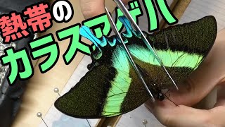 【昆虫標本】海外のカラスアゲハ、軟化展翅します！！【蝶の標本】