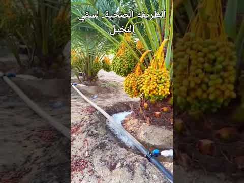 الطريقة الصحيحة لسقي النخيل عمل الاحواض بشكل دائري اكسبلور نخيل