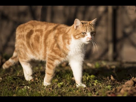 Video: Stud Tail En Gatos - Hiperplasia De La Glándula Supracaudal En Gatos