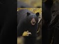 Big Black Bear at 17 Yards #animals #bears #shorts