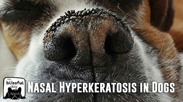 Nasal Hyperkeratosis in Dogs