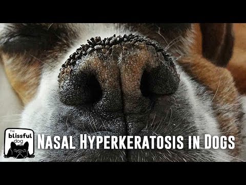 Video: Is de neus van je hond droog en knapperig? Het zou een Nasale Hyperkeratose kunnen zijn. Hier is hoe te helpen.