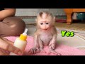 Baby monkey tina is hungry and wants to drink milk so poor