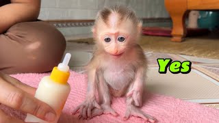 baby monkey Tina was curious because she saw a milk bottle for the first time
