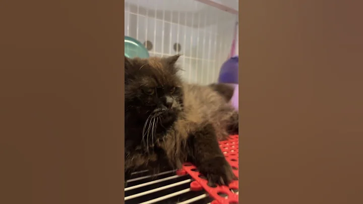 Video 11630541: persian catlover cutecat kittens, persian kitten catlover pets, persian cat cutecat kitten, persian catlover kitten cute, cat vs persian