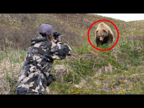 Video: Farlig bjørnejagt i Kamchatka