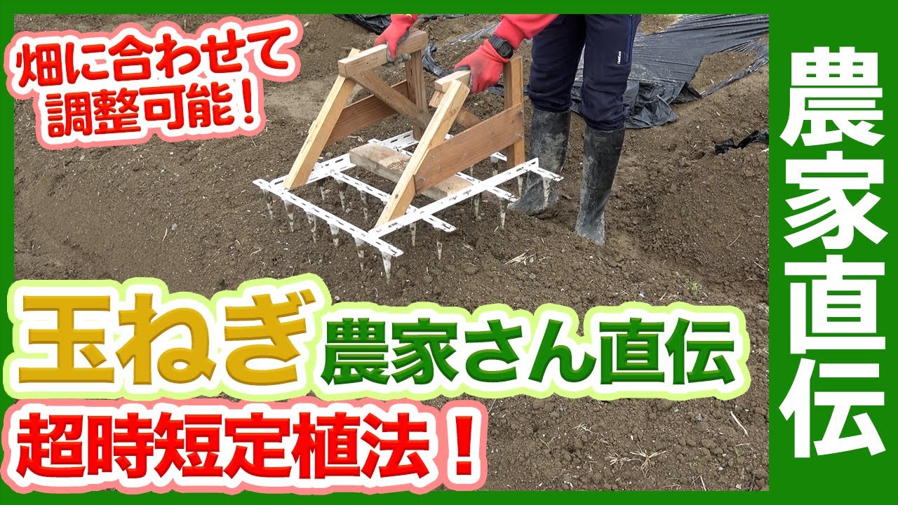 タマネギを効率よく植える方法！家庭菜園で一度に大量のタマネギの苗を植えるコツを農家に聞いてみた【農家直伝】