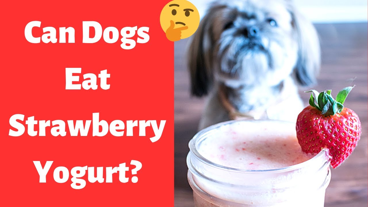 is yogurt good for shih tzu