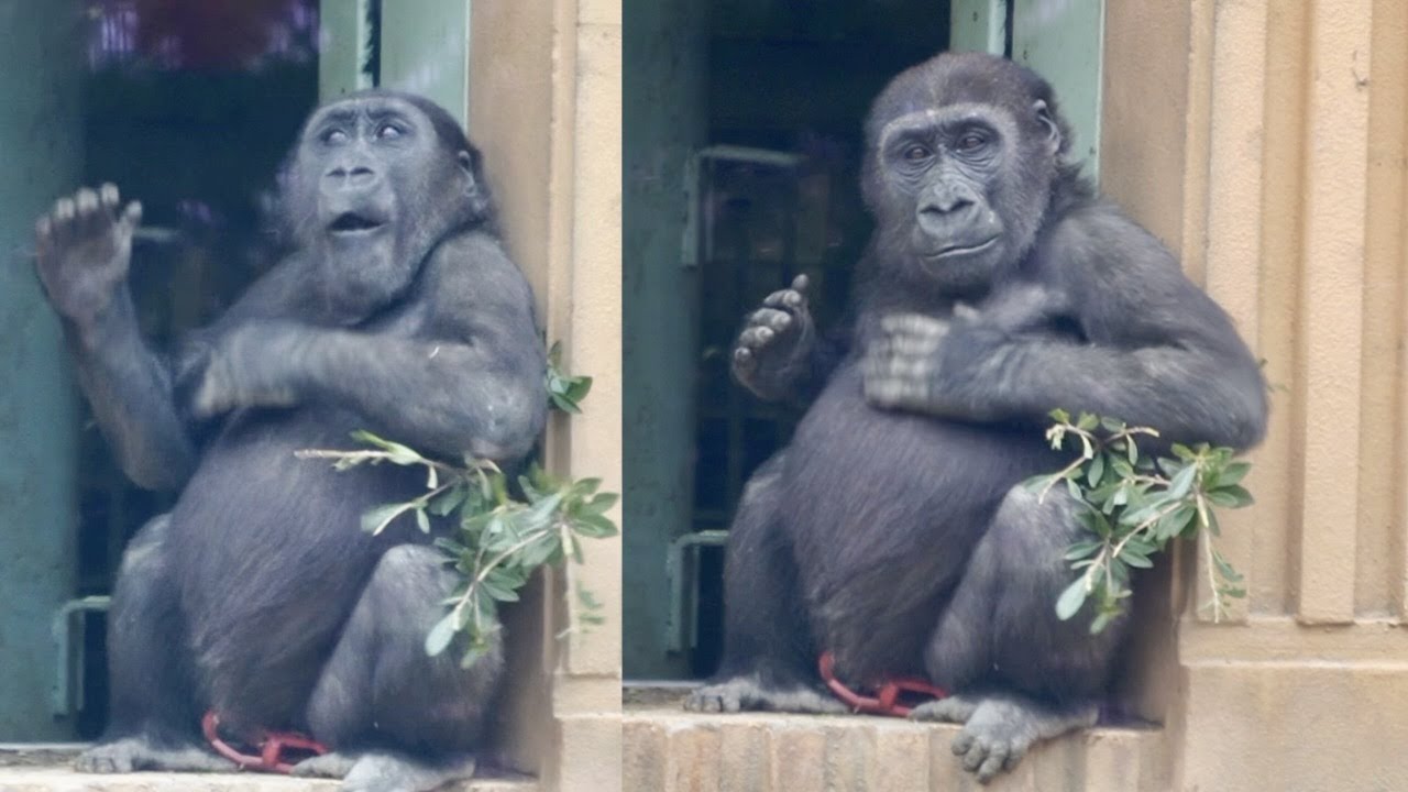 子ゴリラ キンタロウ ドラミングを連発する🥁🦍 4 y/o Gorilla Kintaro’s Chubby Drumming【京都市動物園 ...