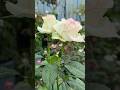Rose🌹 📸#love #reels #flowers #flower #flowerstagram #trending #viral #instagram #video #shorts #song