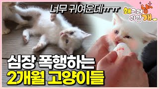 “젖병 물고 애교 폭발… 이러다 심장 무너져요ㅠㅠ” 고양이 9마리와 사는 스님의 특별한 일상│#왜그러냥귀엽개