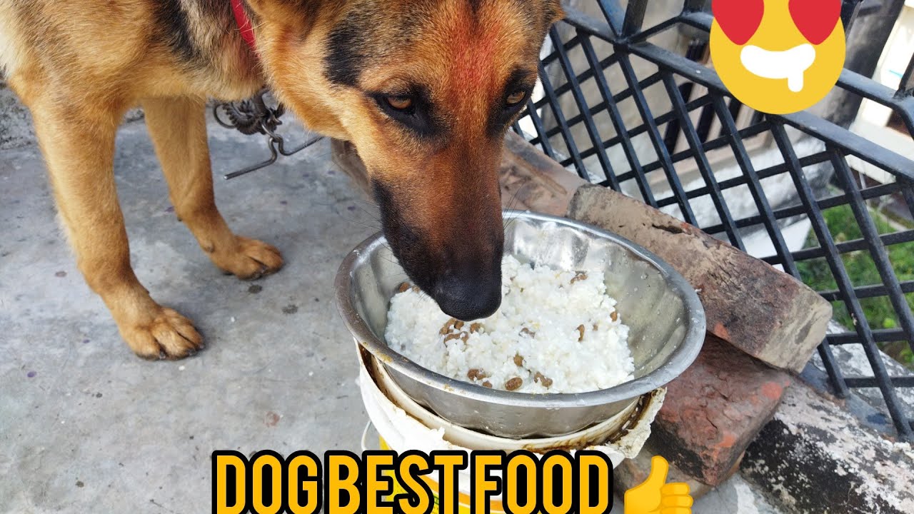 German Shepherd dog diet best food -coco #german_shepherd_dog_diet_best_food #german_dog #gsddogvlog