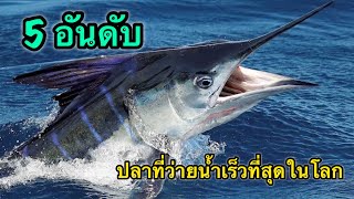 5 อันดับ ปลาที่ว่ายน้ำเร็วที่สุดในโลก (จ้าวแห่งมหาสมุทร)