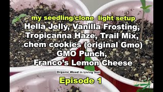 Starting Seedlings & Clones Hella Jelly, Vanilla Frosting, Trop Haze, GMO, Franco’s Lemon Cheese