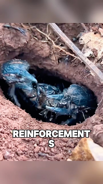 The Scorpion Finally  Snaps Back#scorpion #ant #wildanimalfight