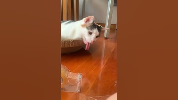 cat gags at the sound of tape