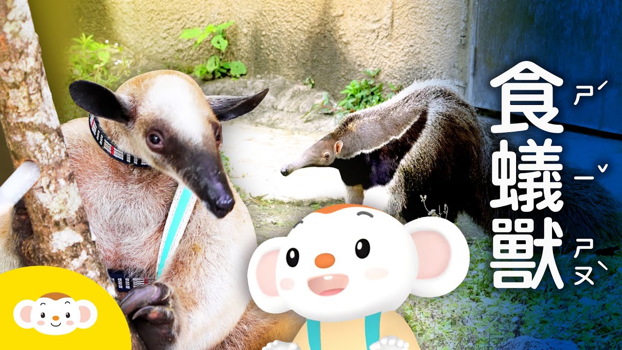 【樂樂探險去｜動物】食蟻獸的舌頭為什麼這麼長？牠一次可以吃多少白蟻？