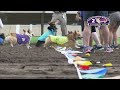 Canterbury Park Corgi Races August 1, 2021