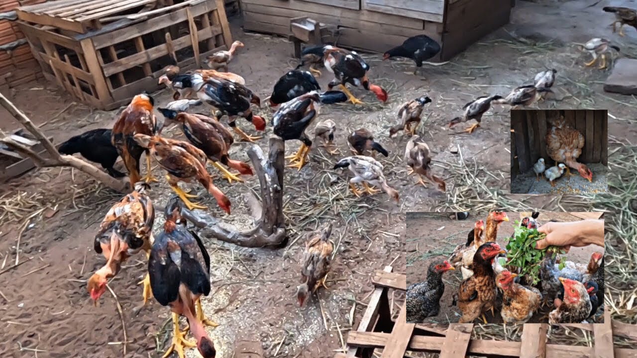 FRANGO CAIPIRA PESADO 😱 Vale mais vender ou deixar virar galo?