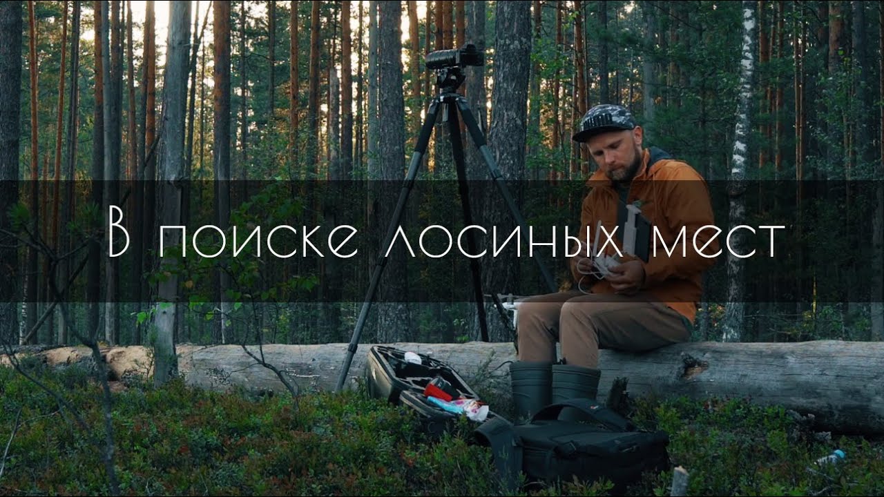 В поисках лося