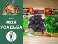 КАК ПОСЕЯТЬ БАЗИЛИК: 4 СПОСОБА