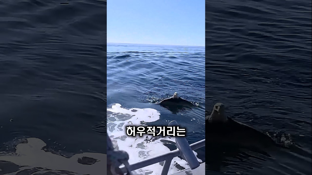 바다에서 만난 독수리