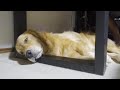 お昼寝中でも大好きなばぁばの訪問には飛び起きる愛犬