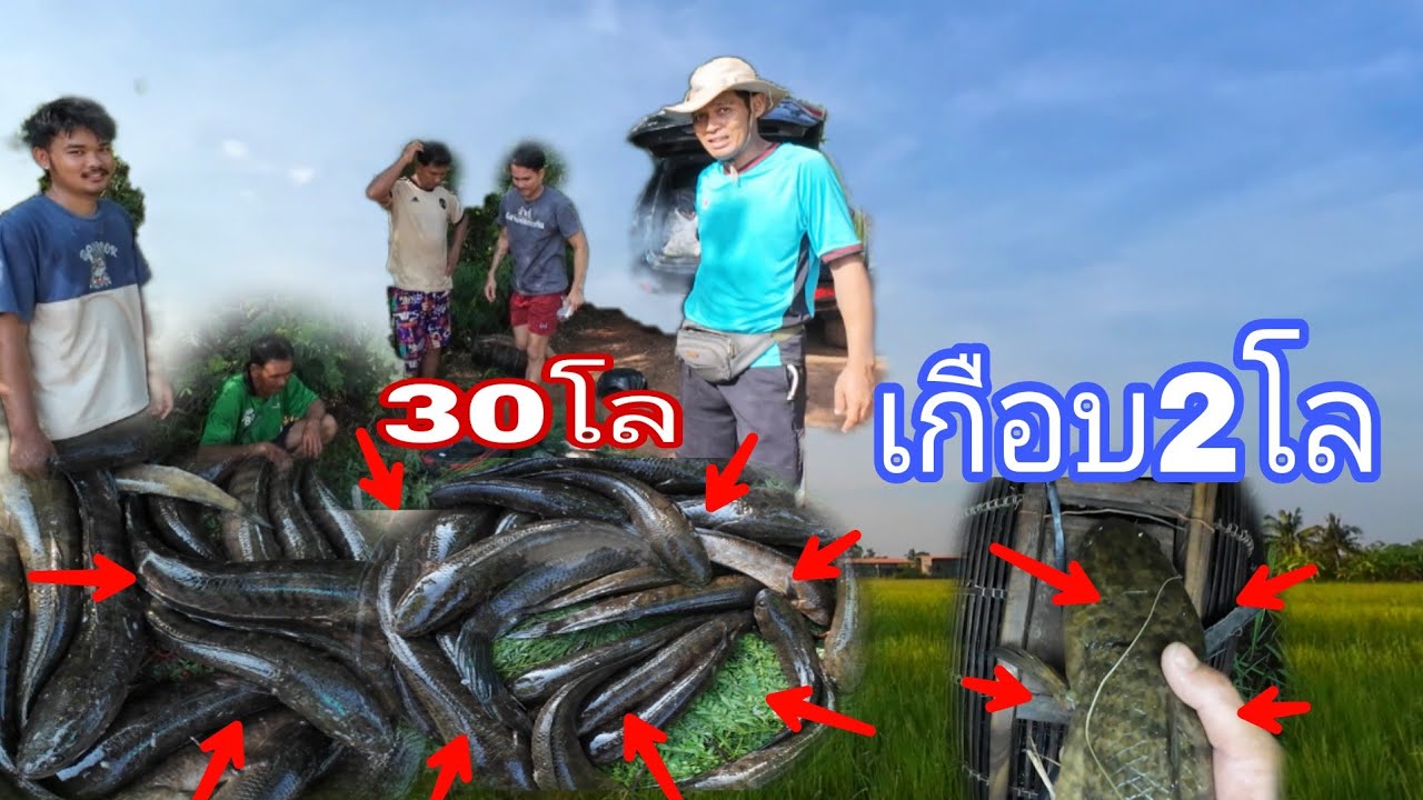 ตั้งแคมป์ใส่เบ็ดในเมือง เจอของใหญ่อีกแล้ว เกือบ2โล หมายนี้ผลงานรวม30โล