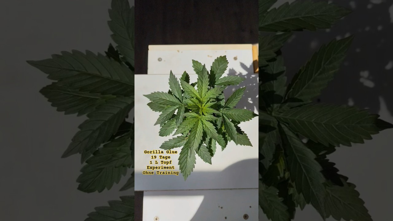 Gorilla Glue Auto 🪴 Mini-Grow Tag 19 