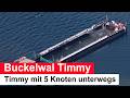 Buckelwal Timmy mit fünf Knoten auf dem Weg in die Nordsee