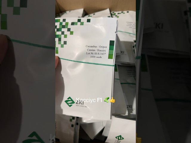 Огірок для другого обороту! Найкращий вибір Кассіус F1 🥒