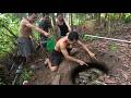 Girl Discovers Giant Python Nest in the Forest – Hunters Panic When Mother Snake Appears!