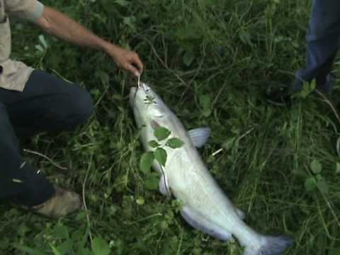 Brother Tom Grasch with a 17 pound blue catfish