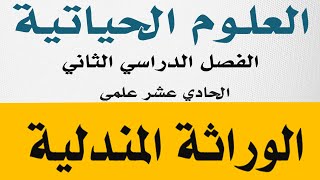 شرح الوراثة المندلية أحياء حادي عشر علمي