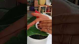 Çiçeklerinizle Sohbet Etmek Çok Iyi Gelecek