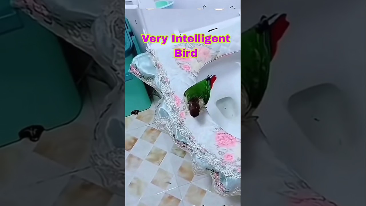 Cute and intelligent animals ❤️👌