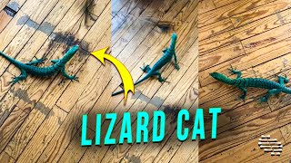 Monitor Lizard Thinks It Is a Cat Chasing a Feather Around