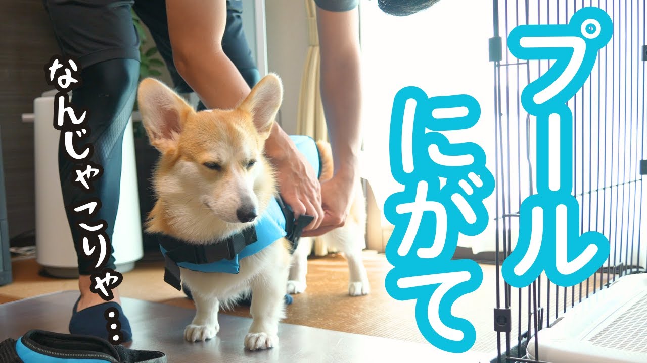 泳ぎ初心者コーギー、スパルタ特訓に駆り出される？！