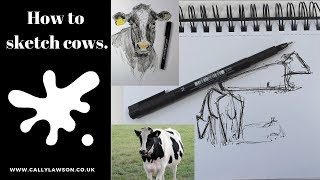 How to sketch cows from a distance, tips on drawing cattle.