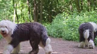 Old English sheepdog family reunion. Not just a normal walk in the woods. #OES