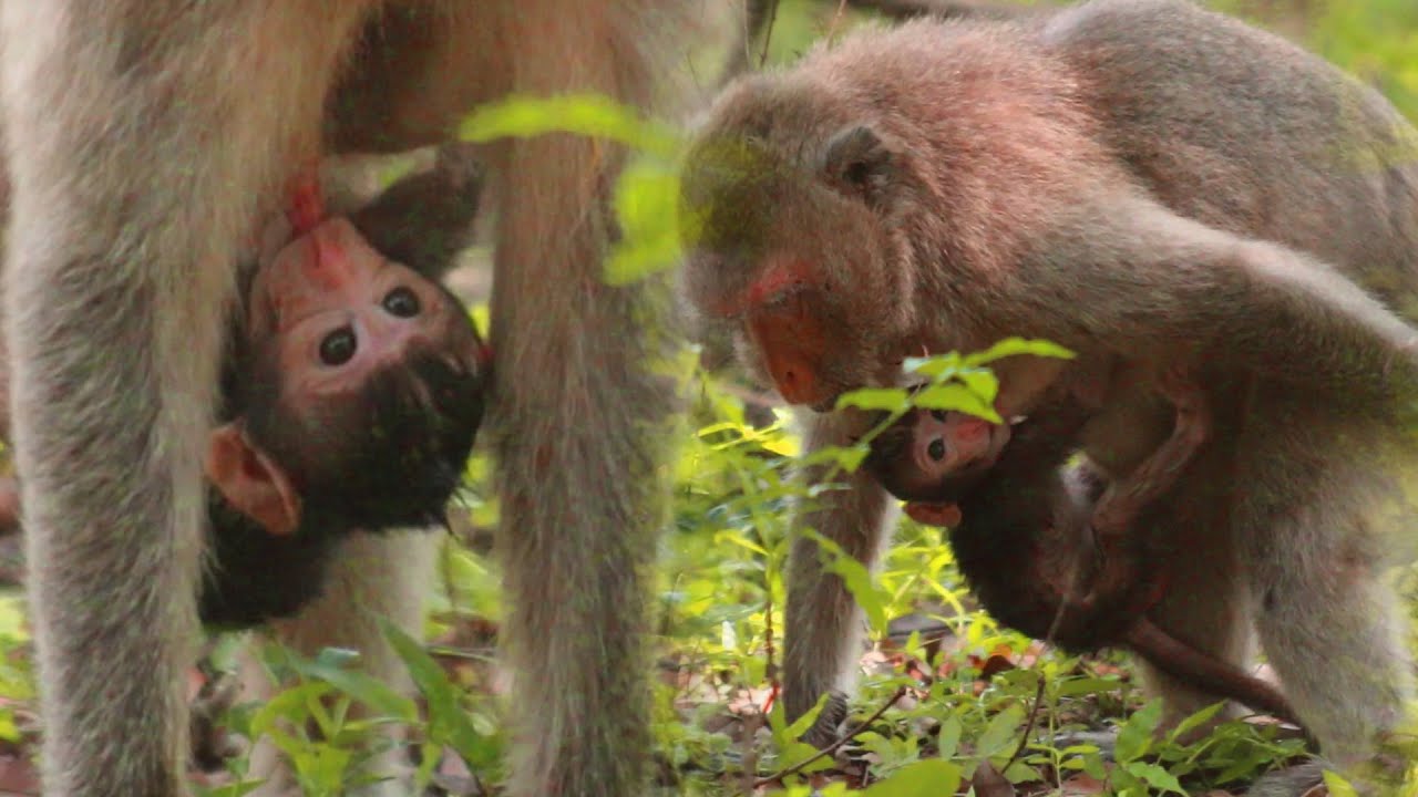 Newborn baby monkey hug so hardly to grab milk