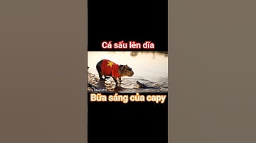capybara đi câu cá sấu làm bữa sáng và cái kết #capybara #capybarasong #haihuoc #capypara #casau