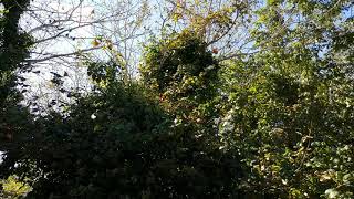 Monarch Migration 2017 Cape May Point swarm