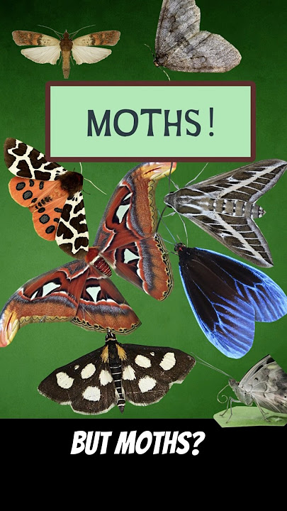 One Moth, Two Moth, Red Moth, Blue Moth #mothmoments #butterflies #moths #drseuss