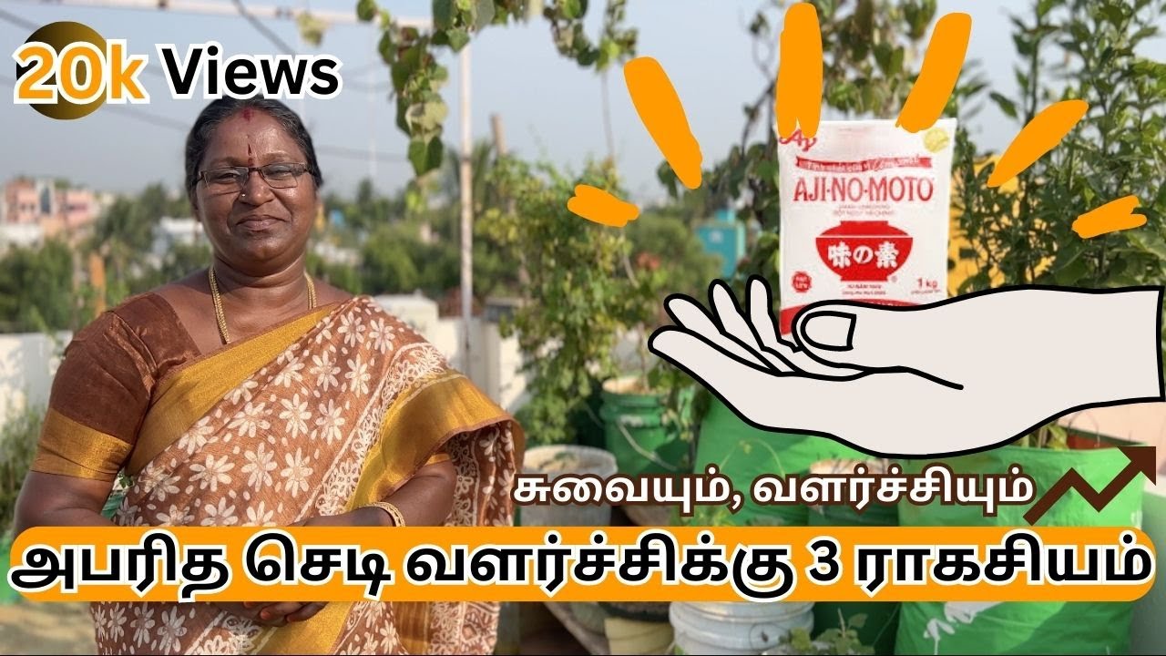 Maadi Thottam ✨AjinoMoto வேச்சி செடி வளர்ச்சி 100X அதிகரிகாலம்↗️  