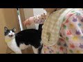 玄関開けたら2秒でバニー Bunny Welcomeow. 20180305