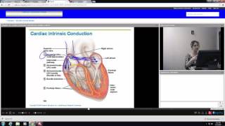Chapter 18 Cardiac Conduction and Nervous System